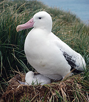 albatrosse