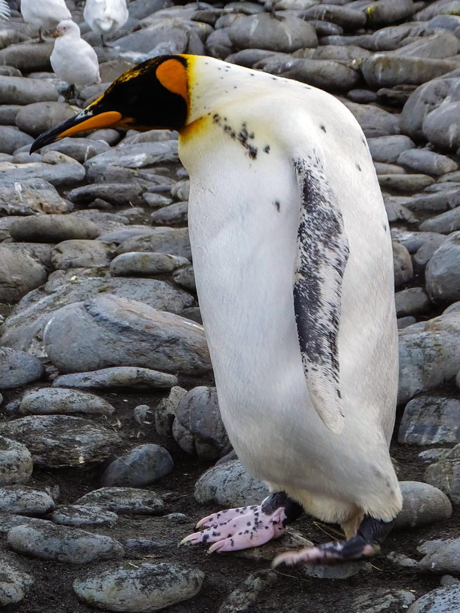 Strange looking king penguin. Photo Jerome Viard