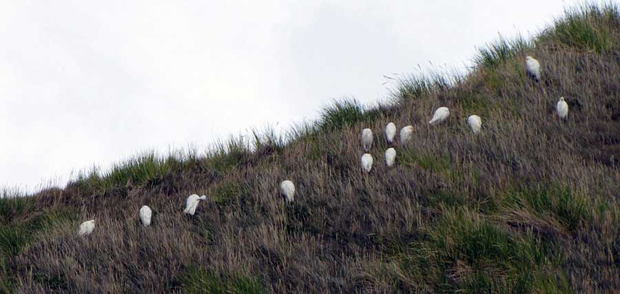 This large group of migrant cattle egrets were seen near Grytviken.