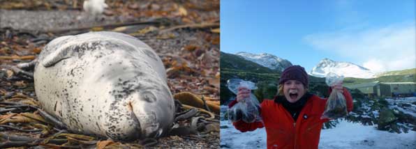 Max sleeps peacefully just outside base so Siân takes the opportunity to collect his scat. From the scats we can tell just what the leopard seals have been eating. Photos Siân Tarrant and Lucy Quinn.