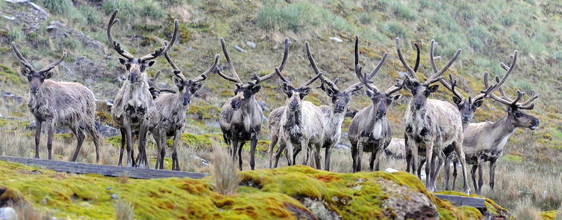Reindeer group