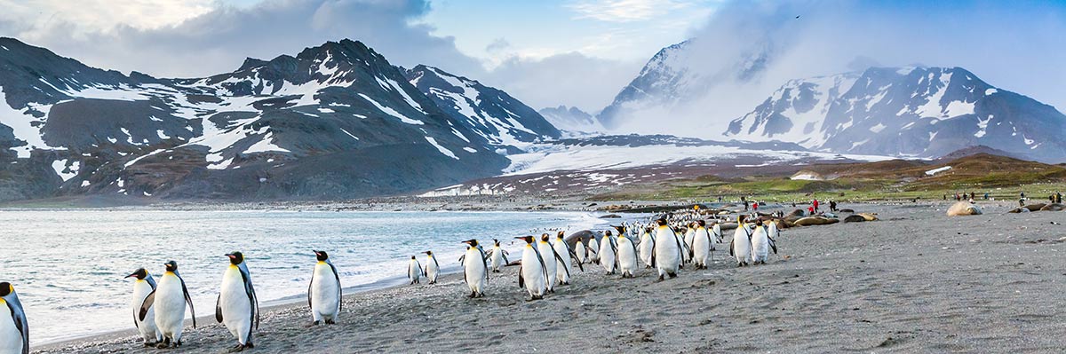 King Penguins Marching