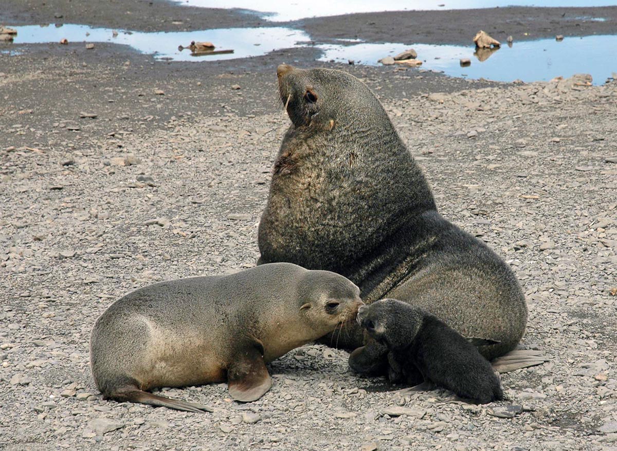 These fur seals use scent to recognise each other. Photo David Vaynor Evans, British Antarctic Survey.