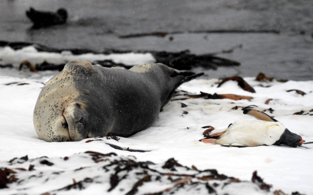 After bringing a dead penguin ashore the leopard seal Melvin guarded his potential meal. Photo Siân Tarrant