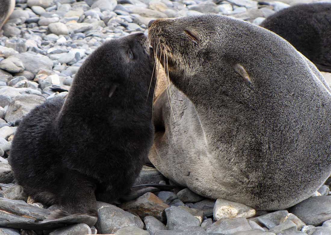 Fur seal mother and pup.)