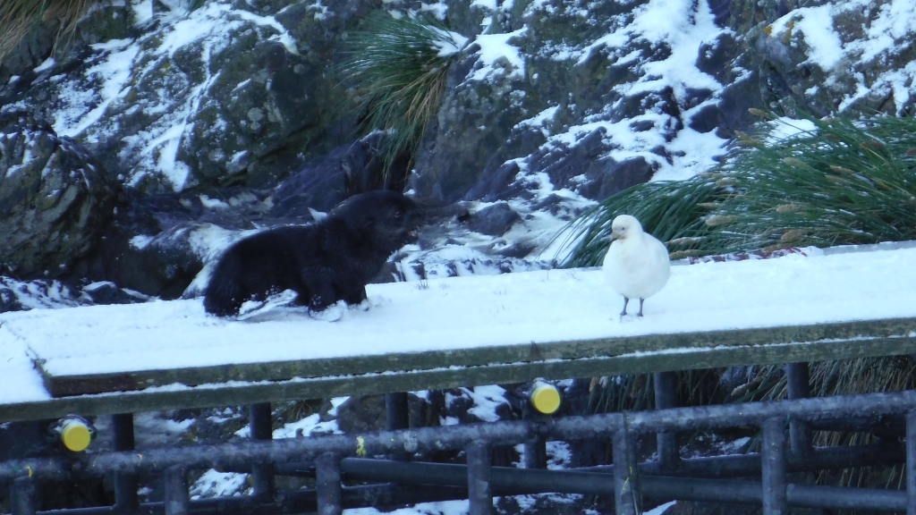 A curious pup investigates a snowy sheathbill.