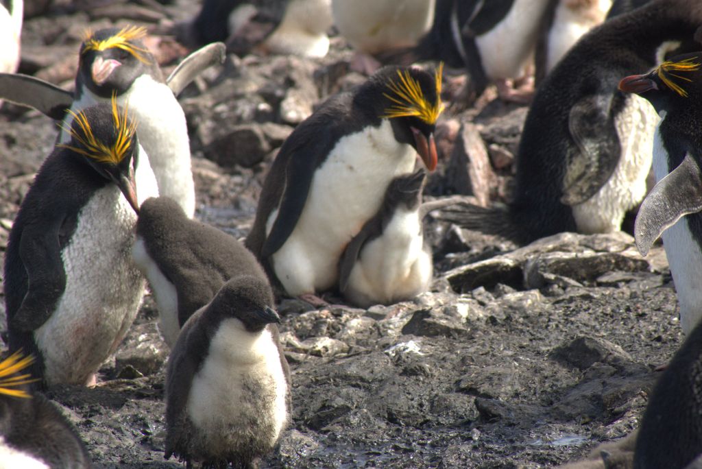 Macaroni penguins with their chicks.