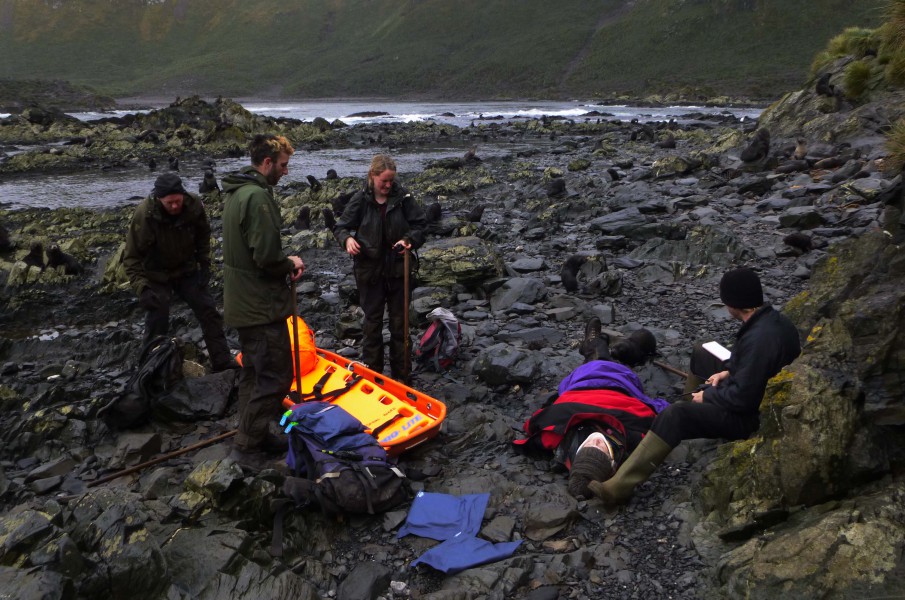 Search & Rescue: The second party arrives at the scene of the incident with the stretcher, but they aren’t the only ones to show an interest as a curious fur seal pup wants a sniff of the casualty