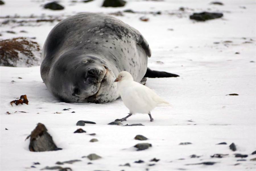 Leopard seal with a sheathbill. Photo Tim-Morley.