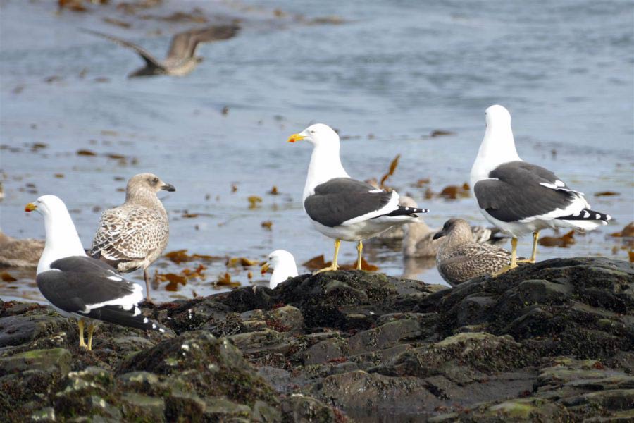 Kelp gulls at Bird island