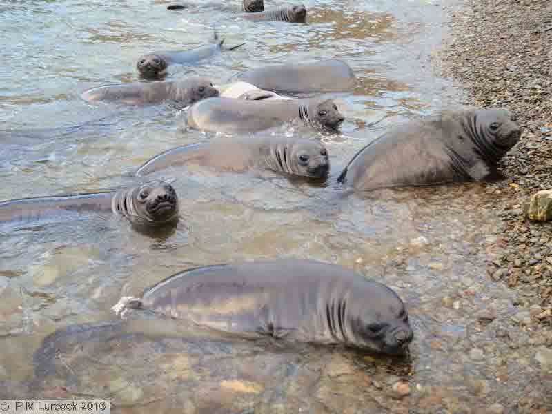 elephant-seal-weaners