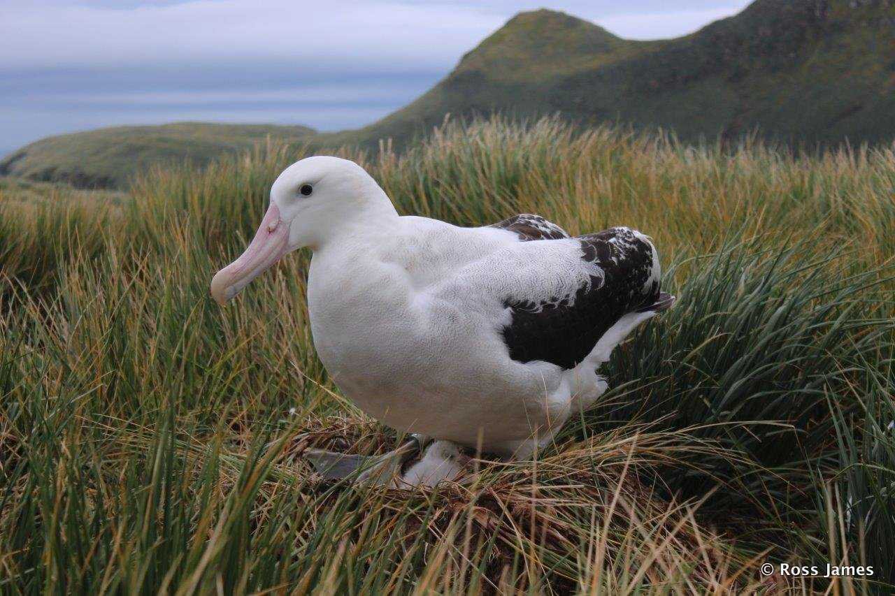 wandering albatross chick